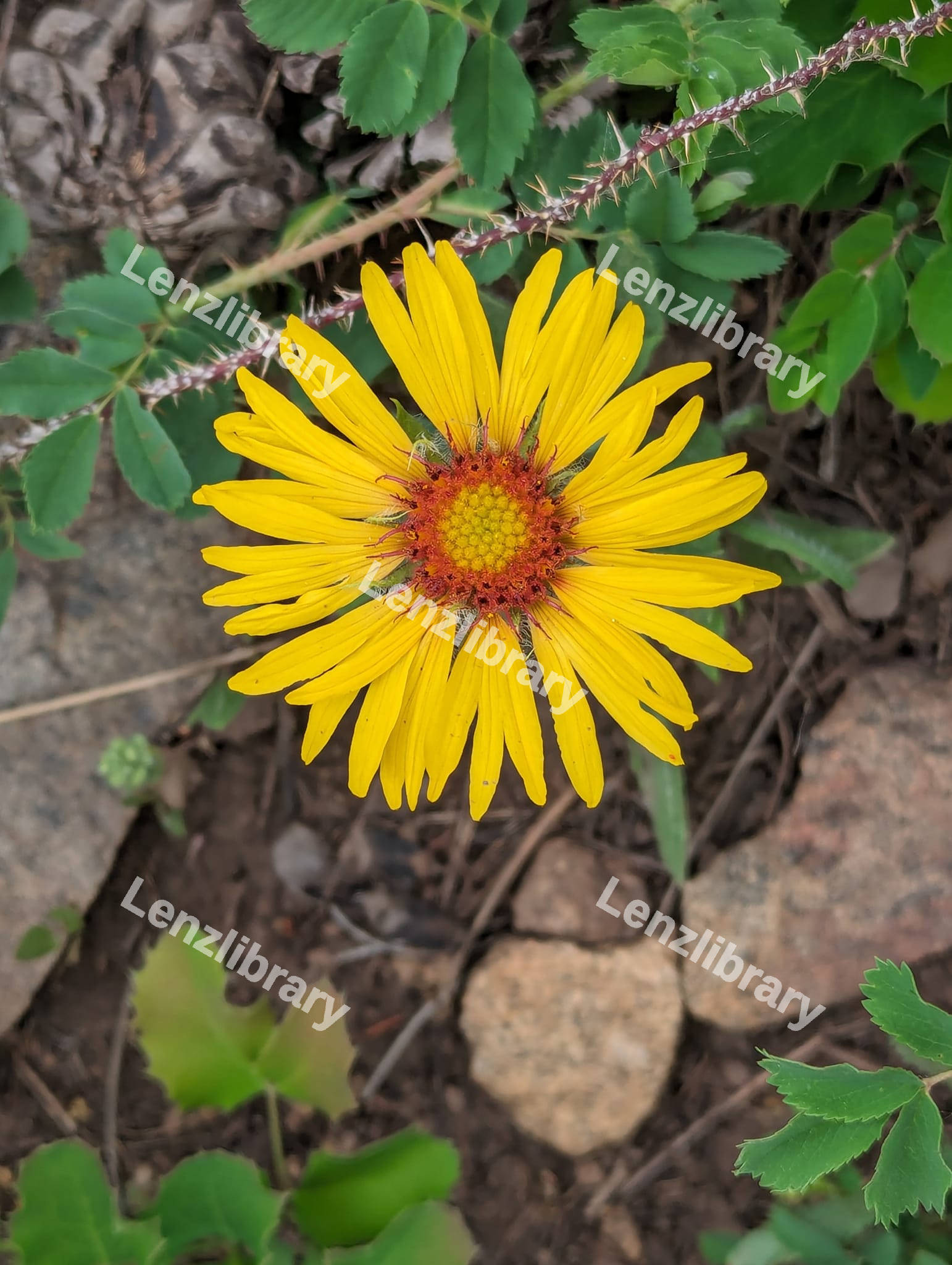 Yellow Leopards flower